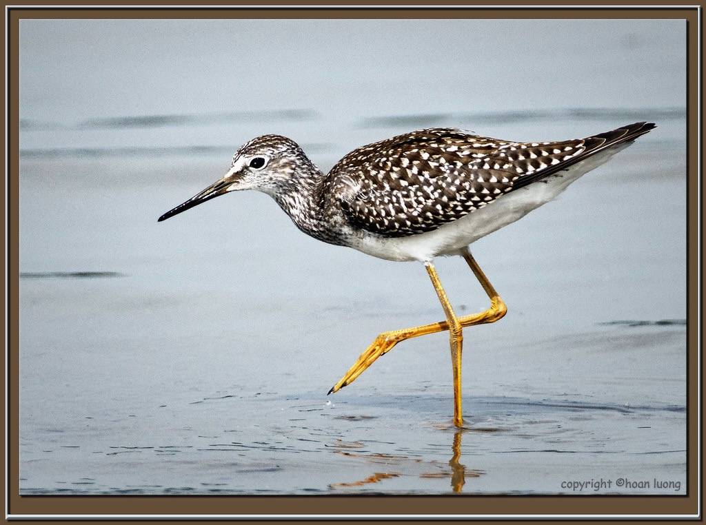 Tringa flavipes (Lesser Yellowlegs/Petit Chevalier) by hoan luong is licensed under CC BY-NC-ND 2.0.